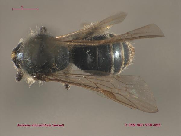 Photo of Andrena microchlora by Spencer Entomological Museum